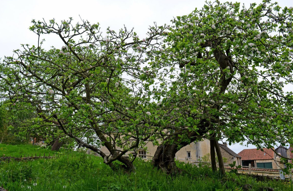 Knowlton Tree Newton’s Tree – mimisawhney.com