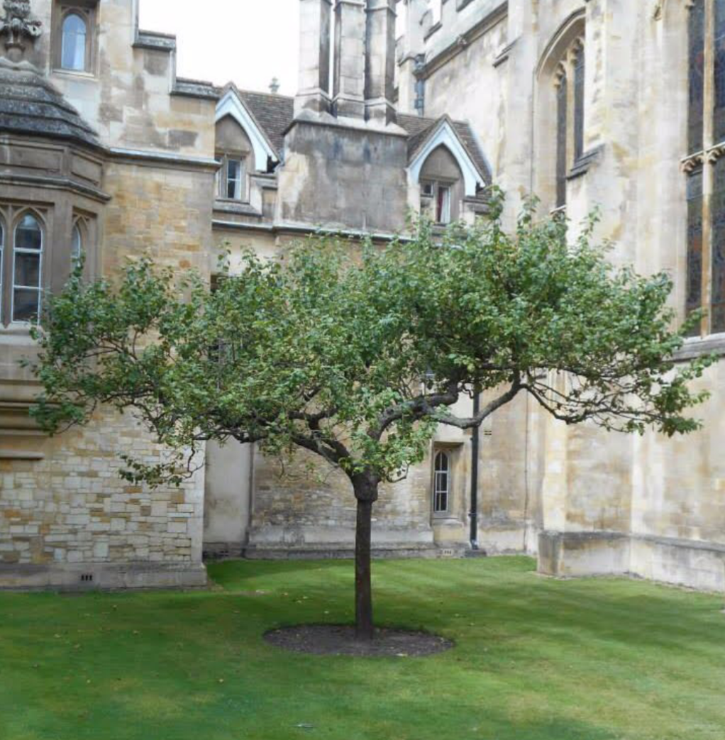 Newton’s Tree – mimisawhney.com